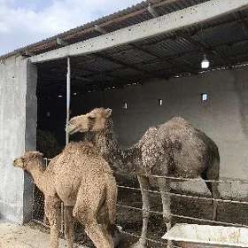 Köşekli düŷe