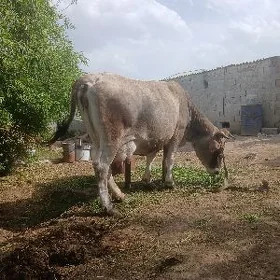 Goleli sigir
