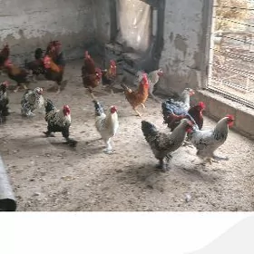 horaz 11  aý bolan