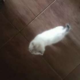 котёночек