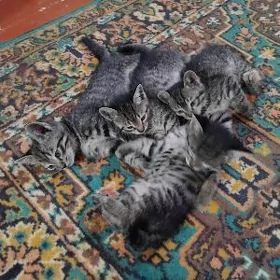 Котята добрый руки