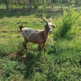 geçi