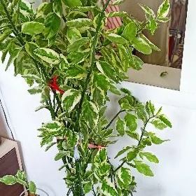 owadan gul