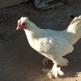 karlik