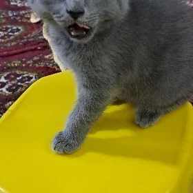 şatlanskiy pişik 2 aylik
