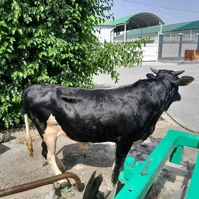 Ōkuz