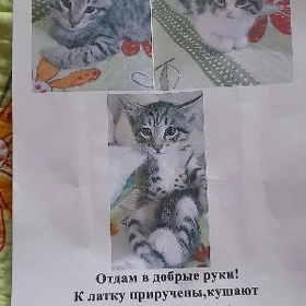 Котята