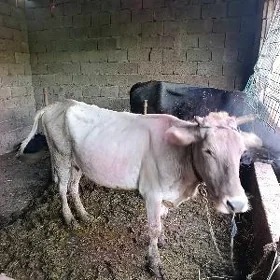Göleli Sygyrlar