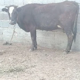 gibrit göleli sygyr