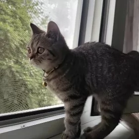котенок