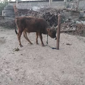 SATLIK OKÜZ TOHUM