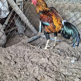 Towuk Taşkent