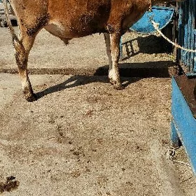 öküz