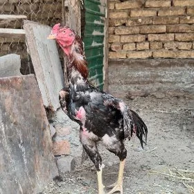 Horaz