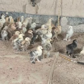 Paroda Juyjeler balakly