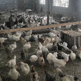 Towuklar