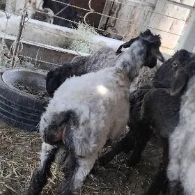 işşek