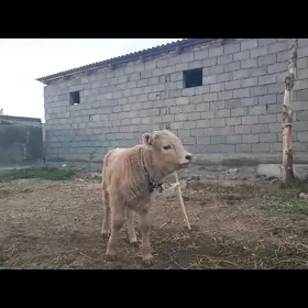 goleli sygyr