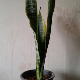 цветы gul