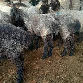 Issek garakoli