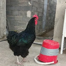 Towuk jersi gigant  jüjesi