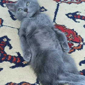 pişik