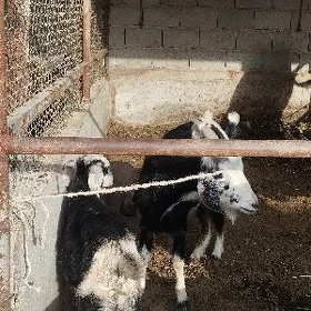 geçi
