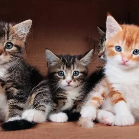 котята pişik çaga