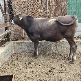 Şwes okuz
