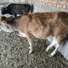 Göle