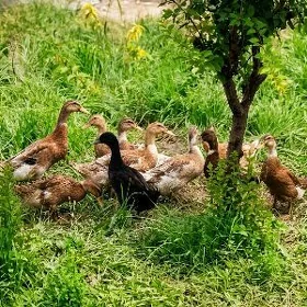 Ýaşylbaş ördek