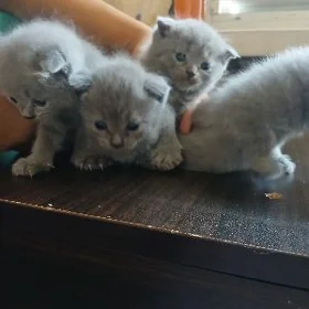 котёнок