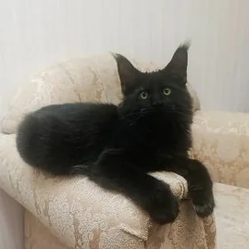 Котенок