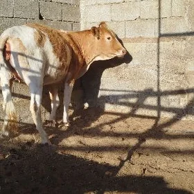 Tüwe