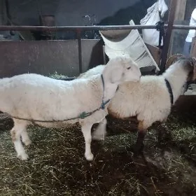 Kockarlar