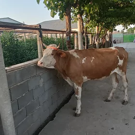 Ala Mallar