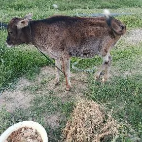 Tüwe