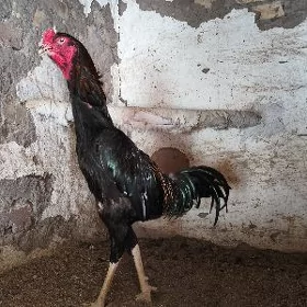 Horazlar