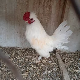 karlik horaz