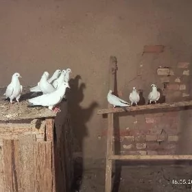 KEPDERI