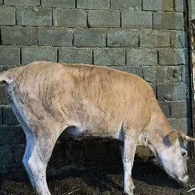 Sygyr