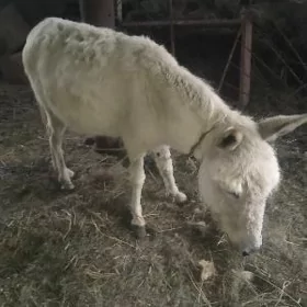 Eşek
