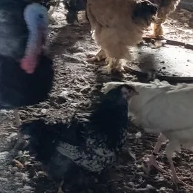 Towuk paroda balakly