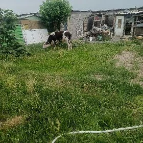 öküz