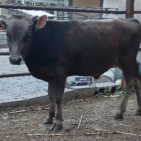 SIWES ŐKUZ