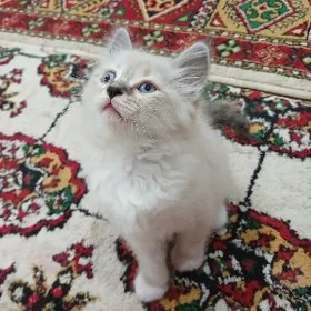 котёнок пишик