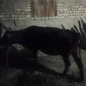 gole bn sygyr