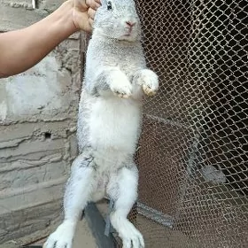 tawsan erkek