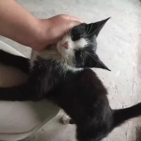 pişik