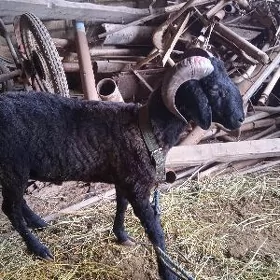 koçkar